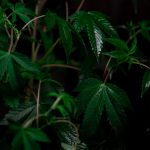 Семена конопли в Республике Беларусь: особенности и перспективы использования image_126.jpg