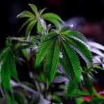 Семена конопли HitMan OG regular от DNA Genetics image_144.jpg