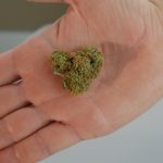 Заказ семян конопли из Голландии: подробное руководство image_201.jpg