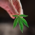 Семена конопли Auto Northern Russian regular от Ganja Seeds image_269.jpg