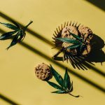 Наложенные Семена Марихуаны Преимущества и Особенности Выращивания image_282.jpg