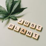 Семена конопли полезные свойства и способы применения image_316.jpg