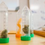 Рыбалка с семенами конопли эффективный способ ловли рыбы image_328.jpg