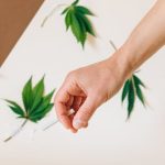 Семена конопли 91 Krypt regular DNA Genetics image_345.jpg