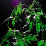 Лучшие банки семян конопли и их преимущества image_354.jpg