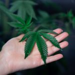 Семена конопли Ortega Indica feminised от Dutch Passion Seeds image_359.jpg