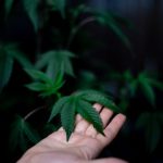 Как заказать семена марихуаны image_361.jpg