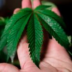 Семена конопли Lemon OG Kush feminised от DNA Genetics image_403.jpg