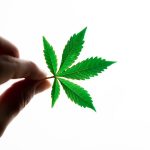 Семена конопли Skywalker Kush feminised от Reserva Privada image_411.jpg