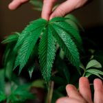 Покупка семян конопли в России: законодательство и особенности выбора image_438.jpg