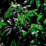 Семена марихуаны и их характеристики image_458.jpg