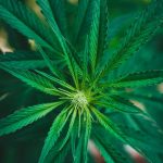 Семена конопли Auto Super Critical feminised от Ganja Seeds image_518.jpg