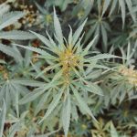 Семена конопли Auto Jack regular от Ganja Seeds image_532.jpg