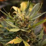 Законность семян конопли и их применение image_552.jpg