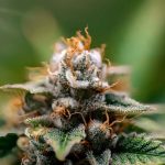 Мощные семена марихуаны ключ к успешному культивированию image_557.jpg