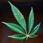 Форум семян конопли как ресурс для гроверов image_559.jpg