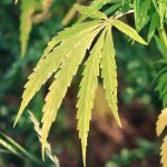 Правовой статус семян конопли и их применение images10.jpg