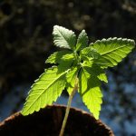 Особенности и преимущества низкорослой конопли и нюансы приобретения семян images106.jpg