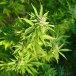 Рынок семян конопли в Тюмени images196.jpg