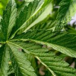 Выбор семян марихуаны для успешного выращивания images27.jpg