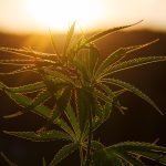 Особенности покупки семян конопли в Украине images30.jpg