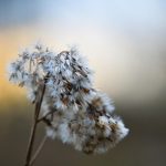 Купить семена конопли в Тольятти: советы и рекомендации images306.jpg