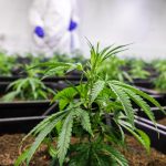 Заказ семян конопли в Казахстане: особенности и преимущества выращивания конопли images341.jpg