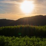 Семена конопли Holy Grail Kush feminised от DNA Genetics images345.jpg