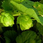 Существуют ли действительно бесплатные семена конопли images353.jpg