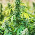 Семена конопли Auto Dr. Grinspoon feminised от Ganja Seeds images367.jpg