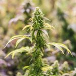 Семена конопли Auto Red Poison от Ganja Seeds images370.jpg