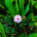 Семена конопли La Blanca Regular от Ganja Seeds images374.jpg