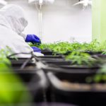 Сорт конопли Auto Big Bang от Ganja Seeds images380.jpg