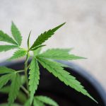 Покупка и применение семян конопли images411.jpg