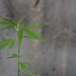 Преимущества и особенности покупки семян медицинской марихуаны images428.jpg