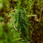 Семена конопли Auto Mini Gun feminised от Ganja Seeds images69.jpg