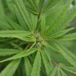 Семена конопли полезные свойства и применение images82.jpg