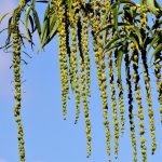 Семена конопли Far Out feminised от Mandala Seeds: характеристики и особенности выращивания images86.jpg