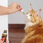 Купить Семена Конопли в Ростове-на-Дону: Особенности и Рекомендации images98.jpg