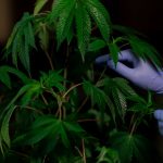 Семена промышленной конопли полезные свойства и применение image_159.jpg