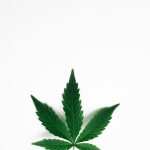 Покупка семян конопли онлайн: как выбрать надежный сайт и вырастить качественный урожай image_17.jpg