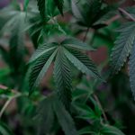 Семена конопли Auto Kali Mist feminised от Ganja Seeds image_203.jpg