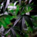 Перевозка семян конопли на самолете: правила и ограничения image_204.jpg