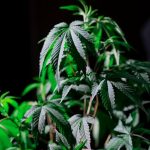 Семена конопли Kings Kush regular от производителя Ganja Seeds image_206.jpg