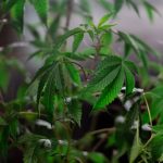 Семена конопли Happy Mix feminised от Philosopher Seeds image_265.jpg