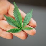 Прорастание семян конопли сроки и условия для успешного старта image_267.jpg