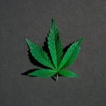 Семена конопли в Барнауле: особенности выращивания и применения image_270.jpg