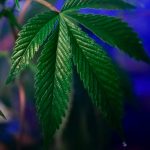 Покупка семян конопли наложенным платежом: преимущества и особенности image_272.jpg