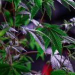 Сорт конопли Auto Northern Lights CBD feminised от Ganja Seeds image_351.jpg