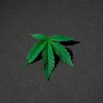 Как найти и вырастить марихуану из недорогих семян image_364.jpg